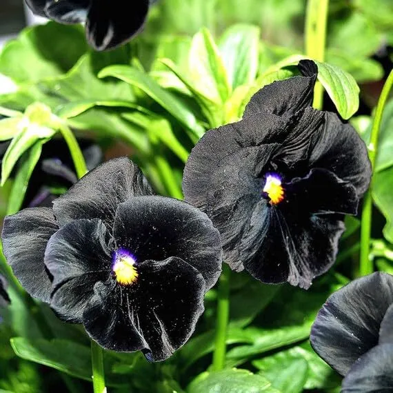 Black Pansy Flower Seeds – Exotic Dark Blooms for Garden Planting
