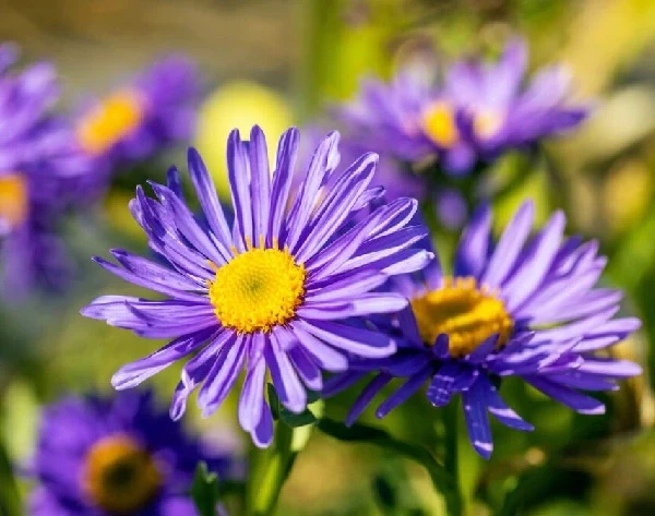 Purple Aster Flower Seeds, Vibrant Violet Blooms, Easy to Grow, Non-GMO