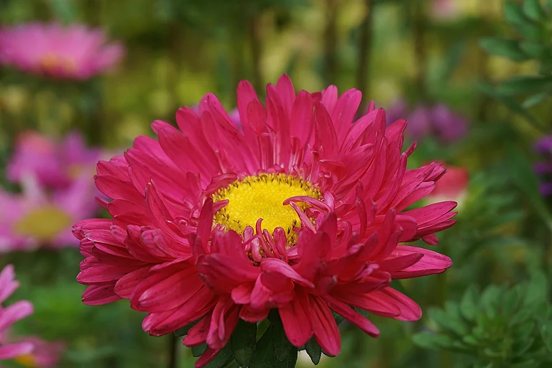 Pink Aster Flower Seeds, Soft Rosy Blooms, Easy to Grow, Non-GMO