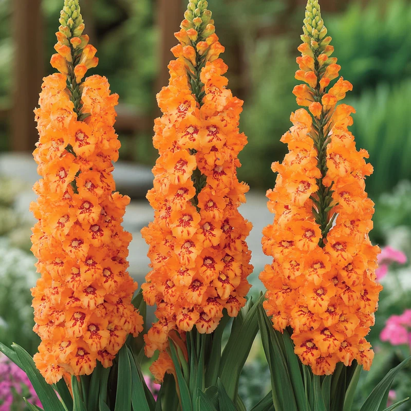 Bright Orange Flower Seeds – Vibrant, Striking Orange Blooms for Garden Borders