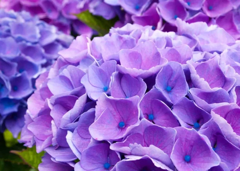Purple Begonia Flower Seeds ,Rare & Elegant Blooms, Easy to Grow, Non-GMO