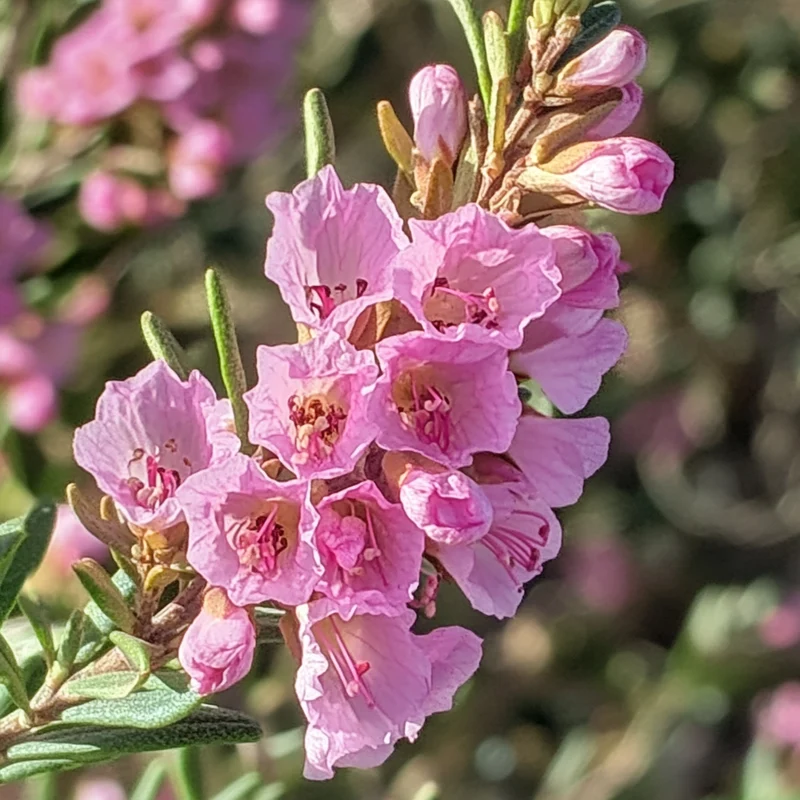 Compact Evergreen Pink Flower Seeds – Soft Pink Ruffled Blooms on Hardy Shrub