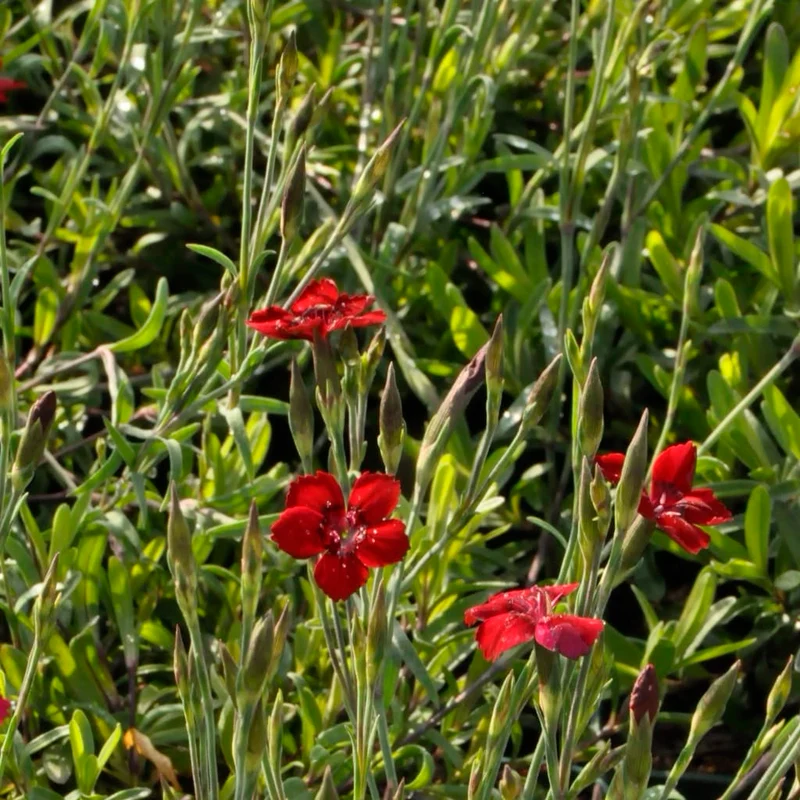 Heide-Nelke 'Leuchtfunk' Rot