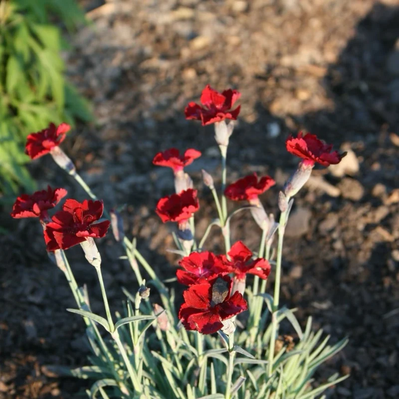 Pfingst-Nelke 'Rubin' Rot