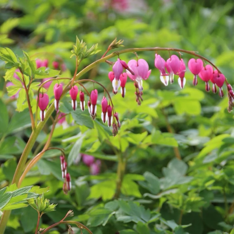 Tränendes Herz Rosa