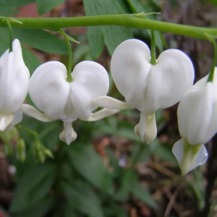 Tränendes Herz 'Alba' Weiß