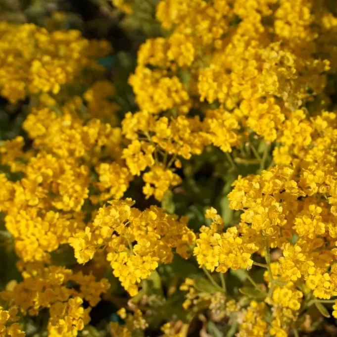 Steinkraut 'Goldkugel' Gelb