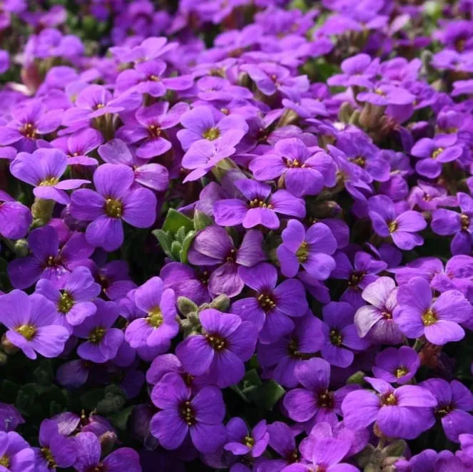 Blaukissen 'Hamburger Stadtpark' Violett