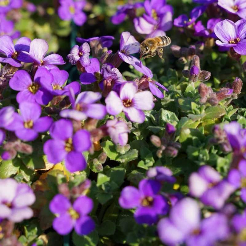 Blaukissen 'Hamburger Stadtpark' Violett
