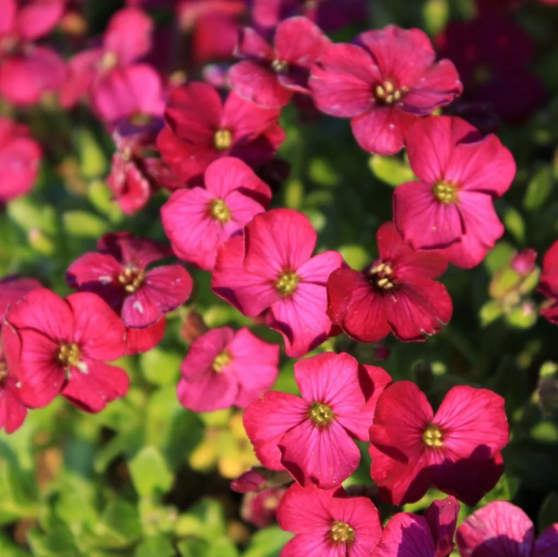 Blaukissen 'Florado Rose Red' Rosa