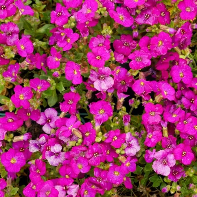 Blaukissen 'Florado Rose Red' Rosa