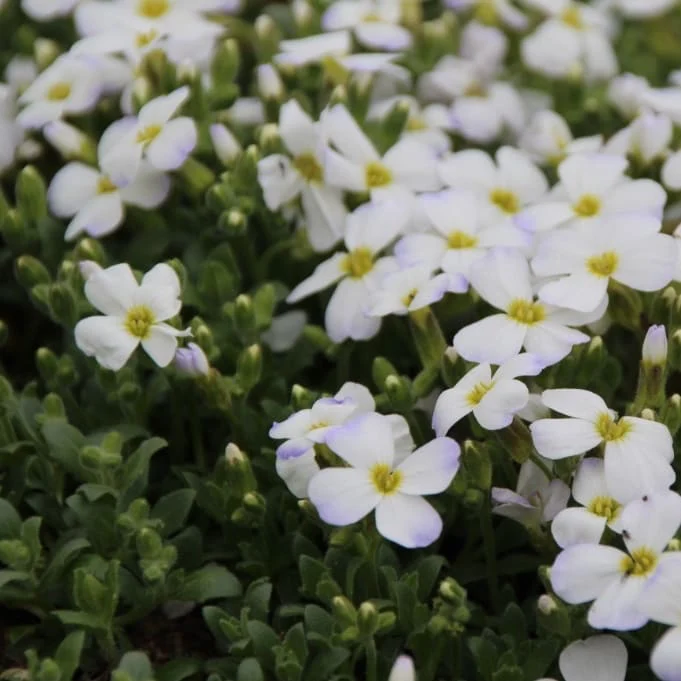 Blaukissen 'Regado White' Weiß