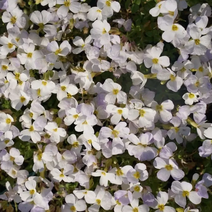 Blaukissen 'Regado White' Weiß