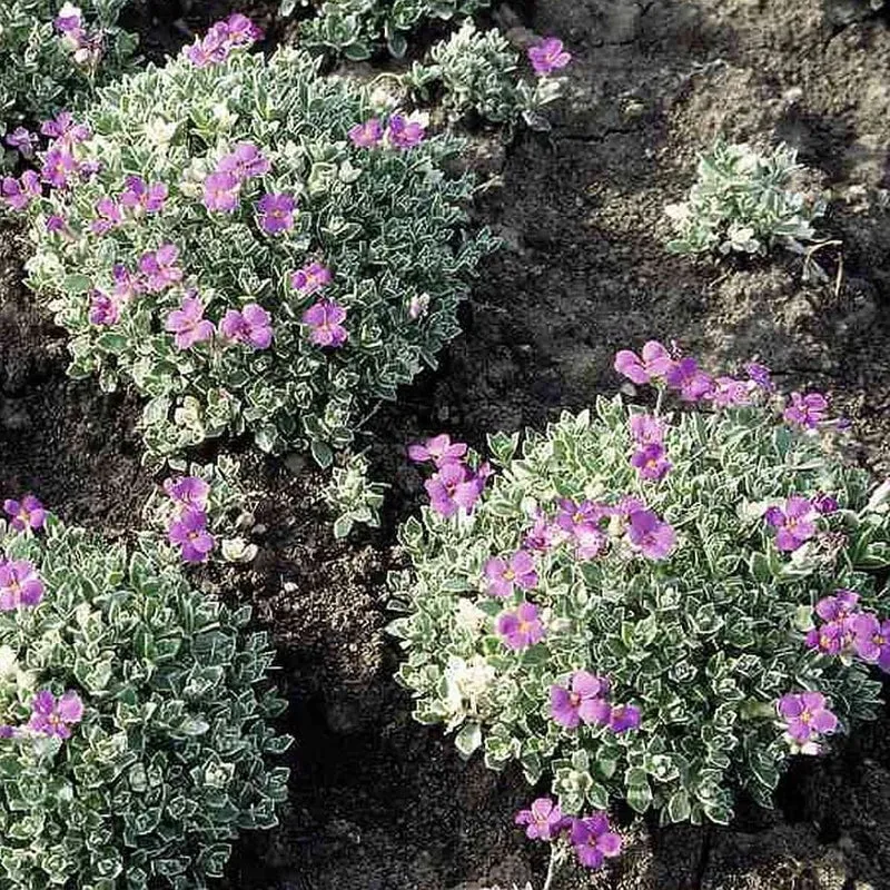 Blaukissen 'Silberrand' Violett