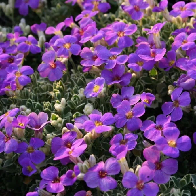 Blaukissen 'Silberrand' Violett