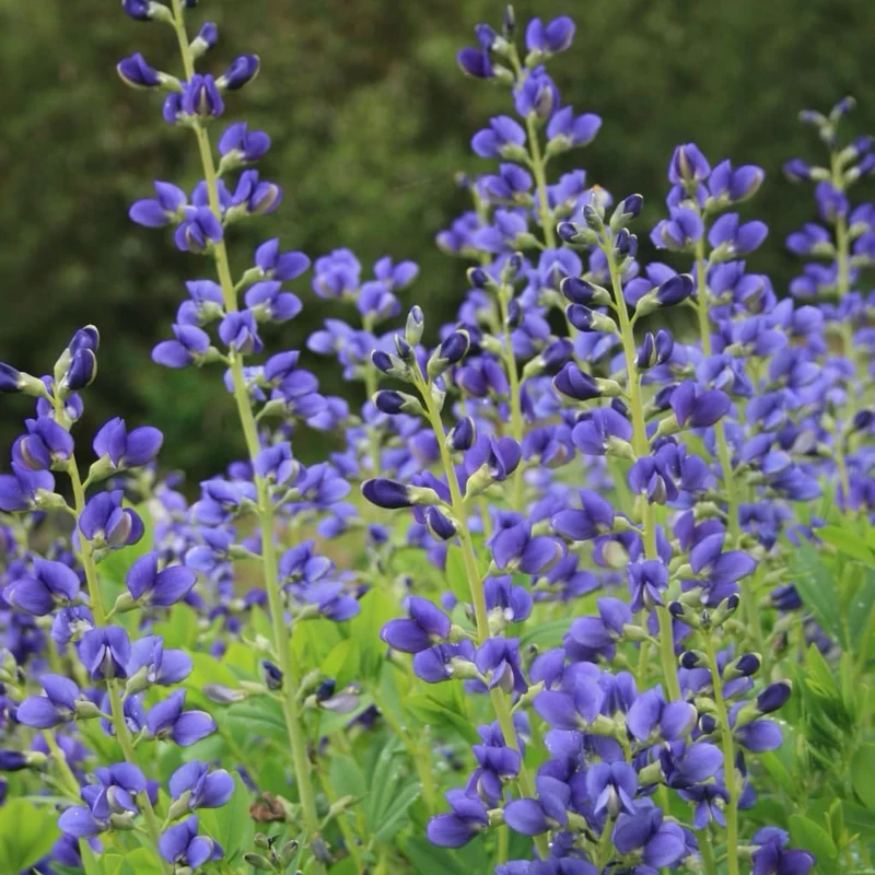 Färberhülse Blau