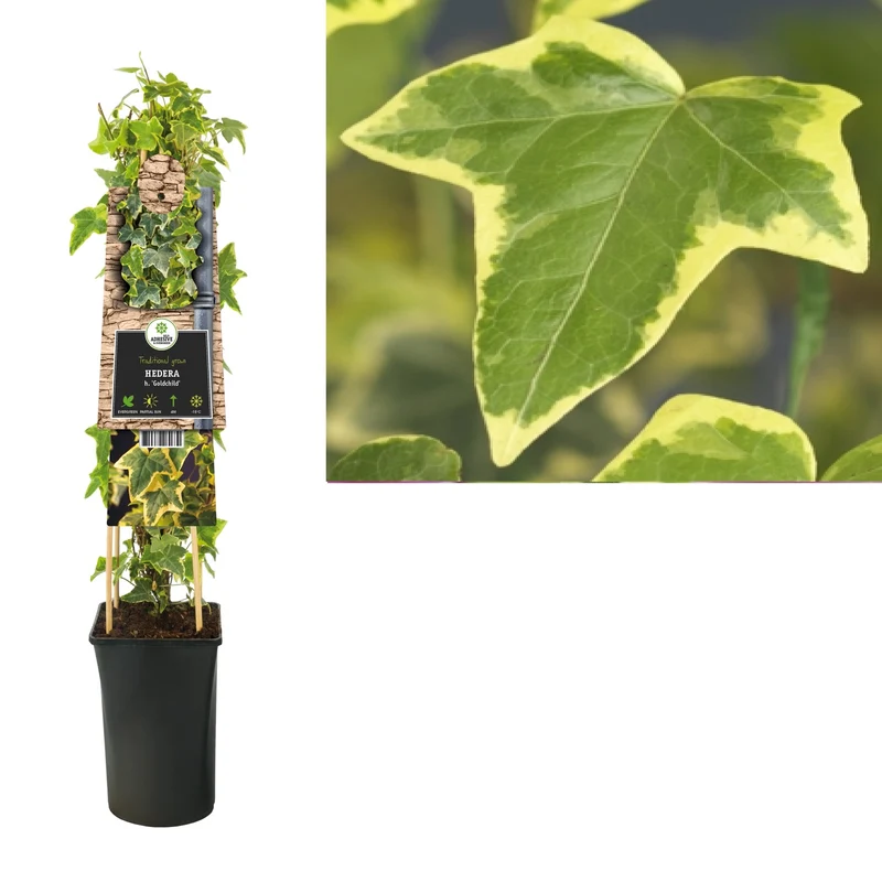 Ivy Hedera H. Goldchild