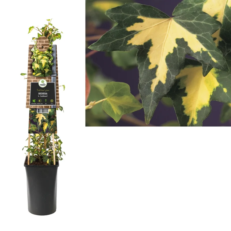 Ivy Hedera h. Goldheart