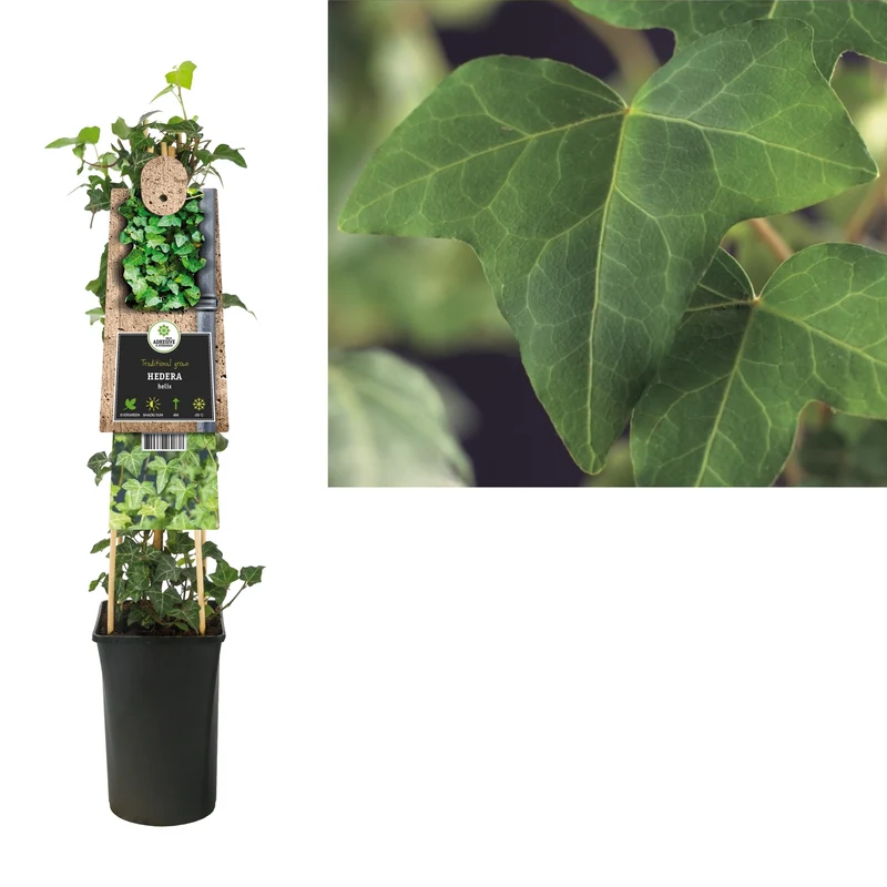 Efeu (Hedera helix)