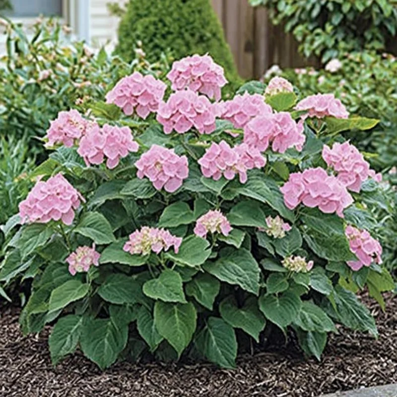 Invincibelle Spirit Hydrangea Seeds – Hardy Pink Reblooms for All-Season Color