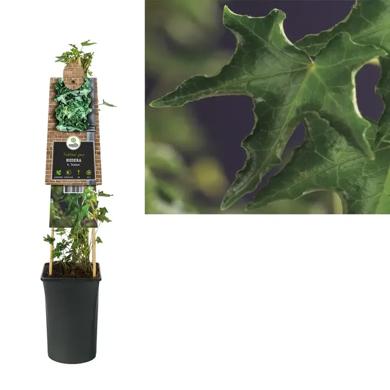 Ivy Hedera h. Ivalace