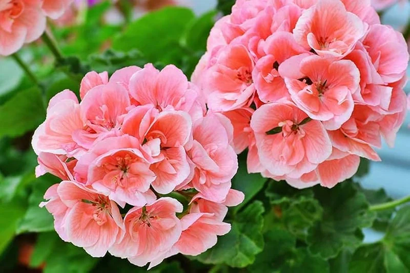 Salmon & White Geranium Seeds – Soft Pastel Blooms for Gardens