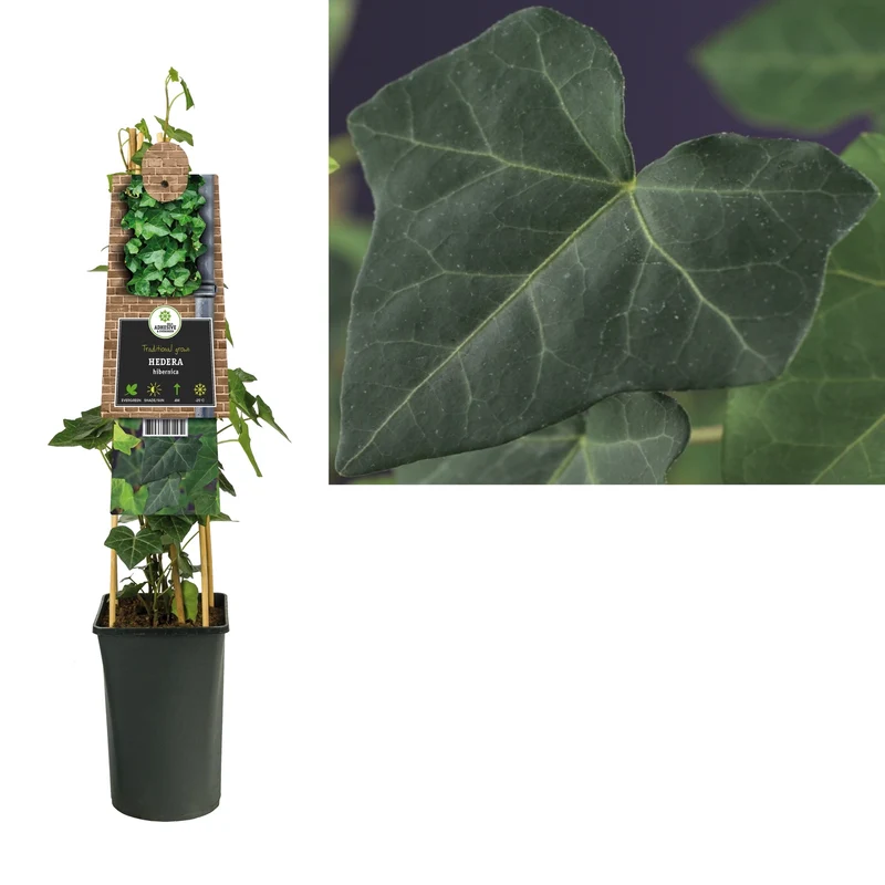 Efeu (Hedera hibernica)