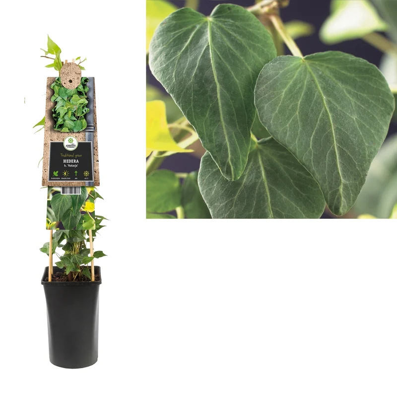 Ivy Hedera h. Natasja