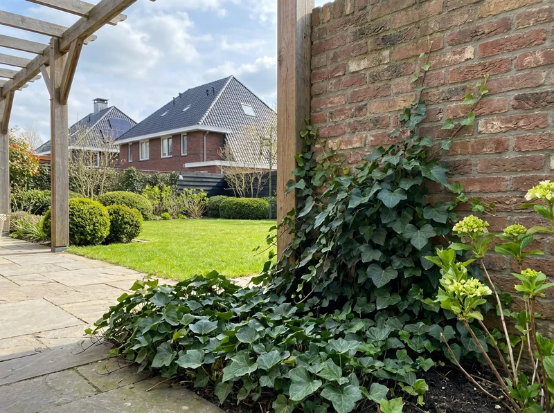 Ivy Hedera h. Natasja