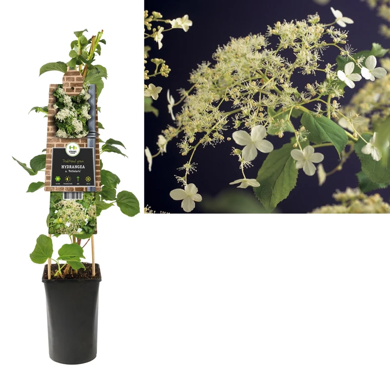 Kletterhortensie (Hydrangea petiolaris)