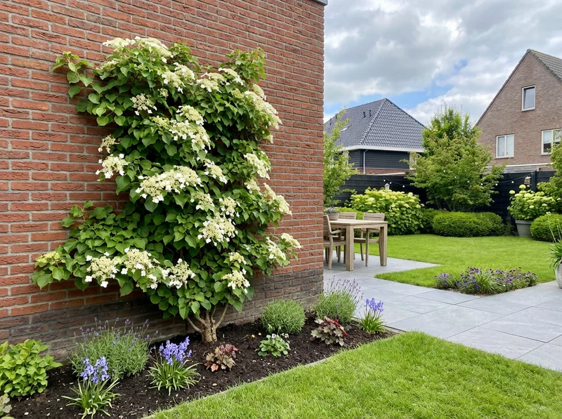 Kletterhortensie (Hydrangea petiolaris)