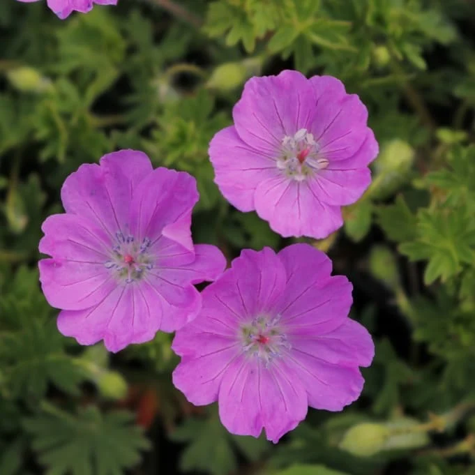 Storchschnabel 'Max Frei' Purpur