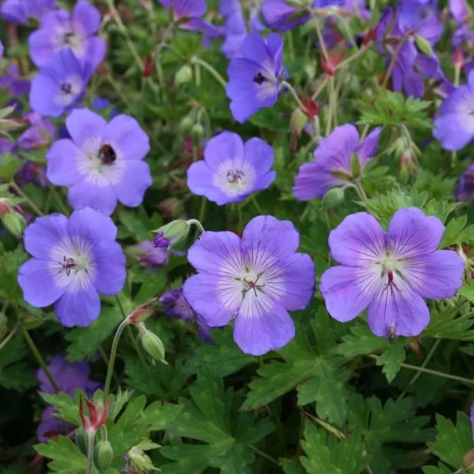 Storchschnabel 'Rozanne' Blau