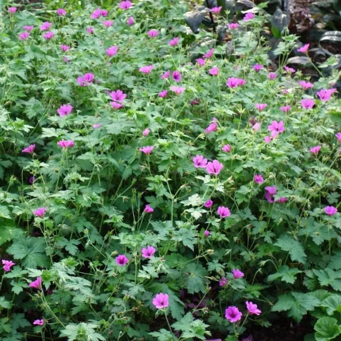 Storchschnabel 'Elworthy Eyecatcher' Purpur
