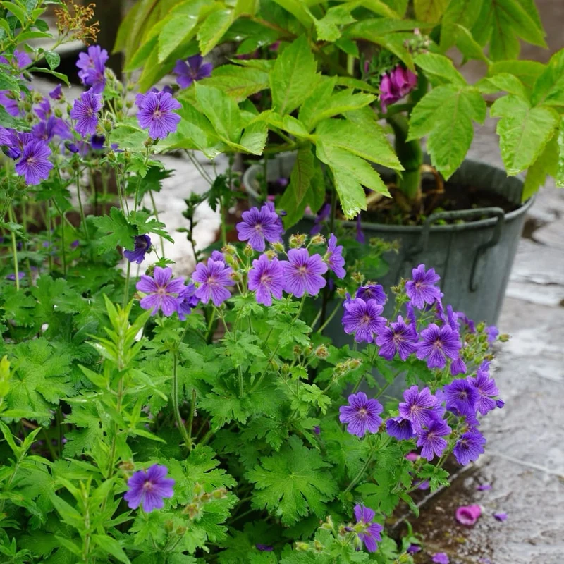 Storchschnabel Violett