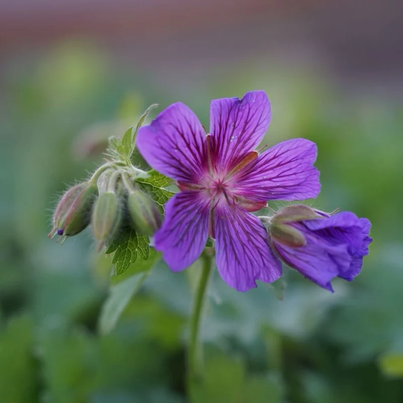 Storchschnabel Violett