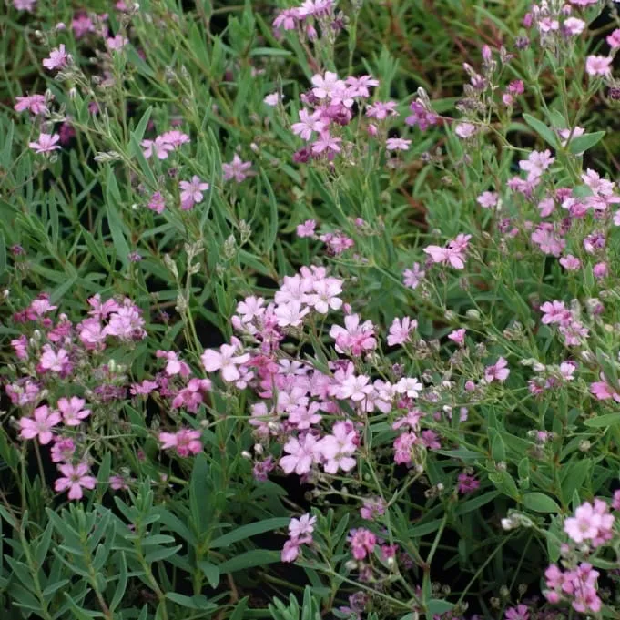 Zwerg-Schleierkraut 'Filou Rose' Rosa