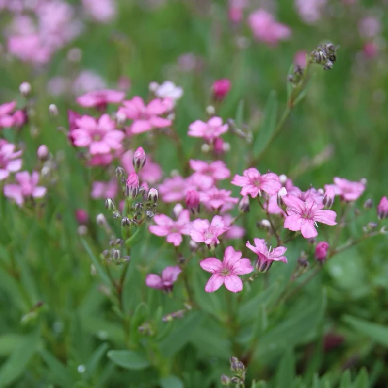 Zwerg-Schleierkraut 'Filou Rose' Rosa