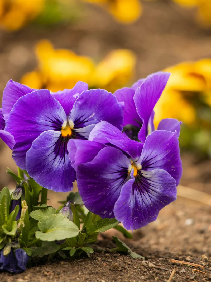 Purple Pansy Seeds – Rich Vibrant Blooms, Easy to Grow, Non-GMO