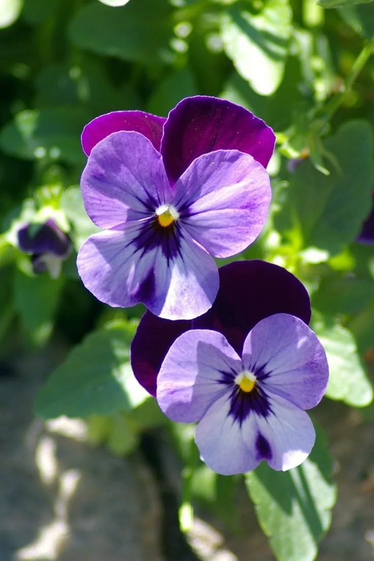 Purple Pansy Seeds – Rich Vibrant Blooms, Easy to Grow, Non-GMO