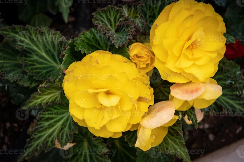 Greenish-Yellow Begonia Flower Seeds , Unique Vibrant Blooms, Non-GMO