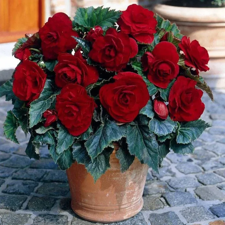 Dark Burgundy Begonia Flower Seeds ,Rich Velvety Blooms, Non-GMO