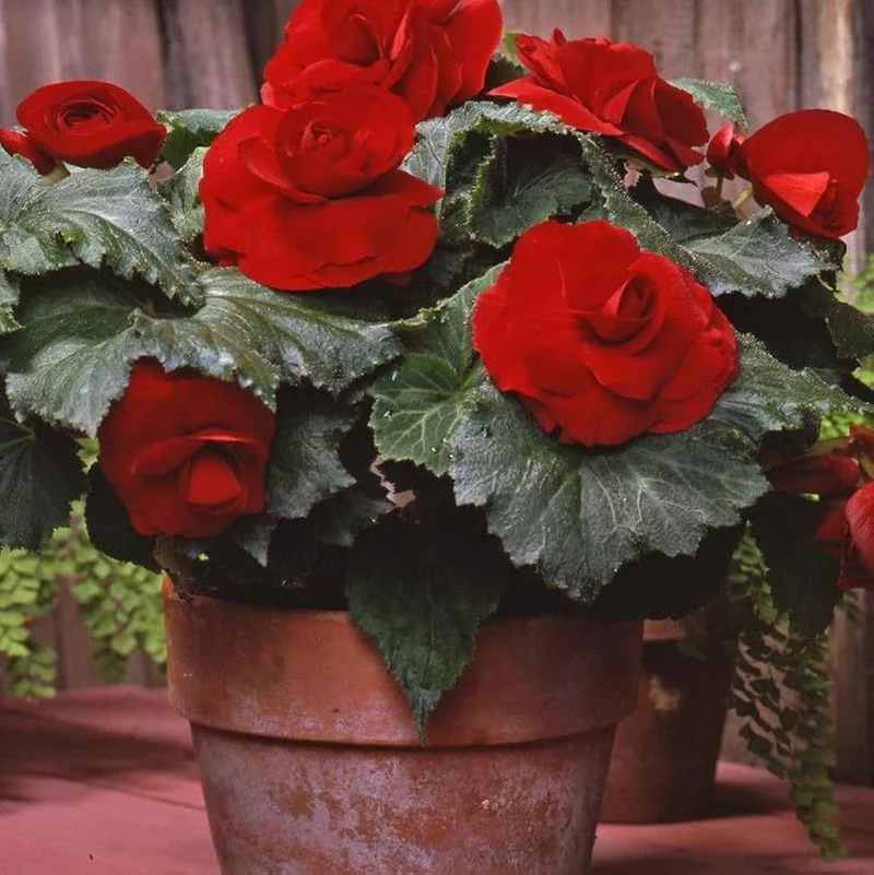 Dark Burgundy Begonia Flower Seeds ,Rich Velvety Blooms, Non-GMO