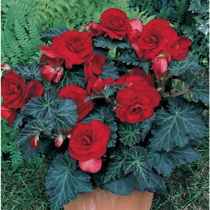 Dark Burgundy Begonia Flower Seeds ,Rich Velvety Blooms, Non-GMO