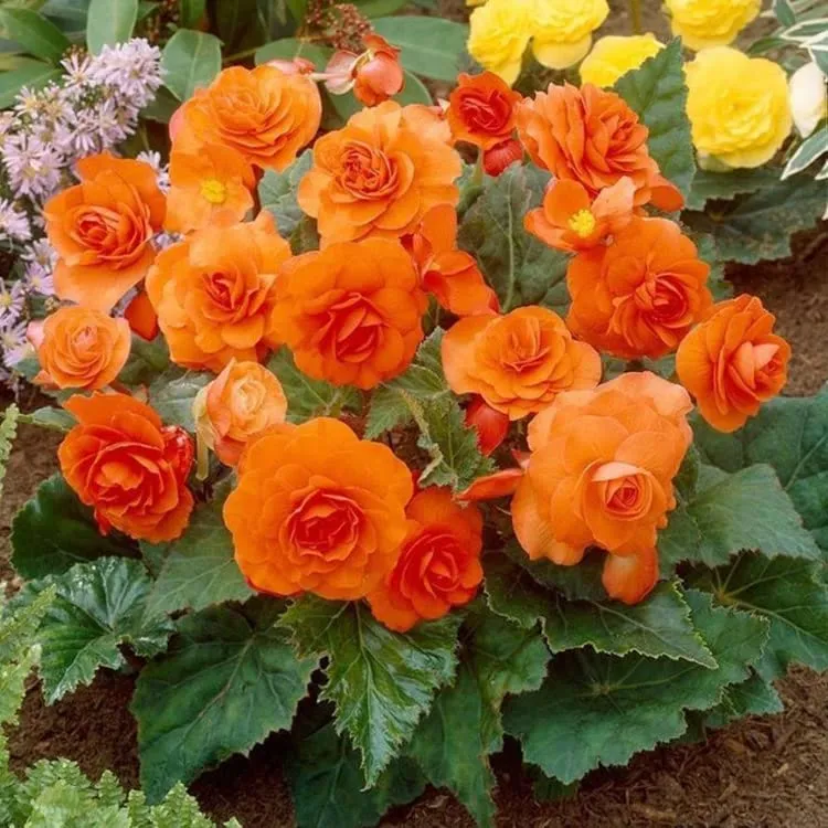 Orange & Yellow Begonia Flower Seeds – Bright Bi-Color Blooms, Non-GMO