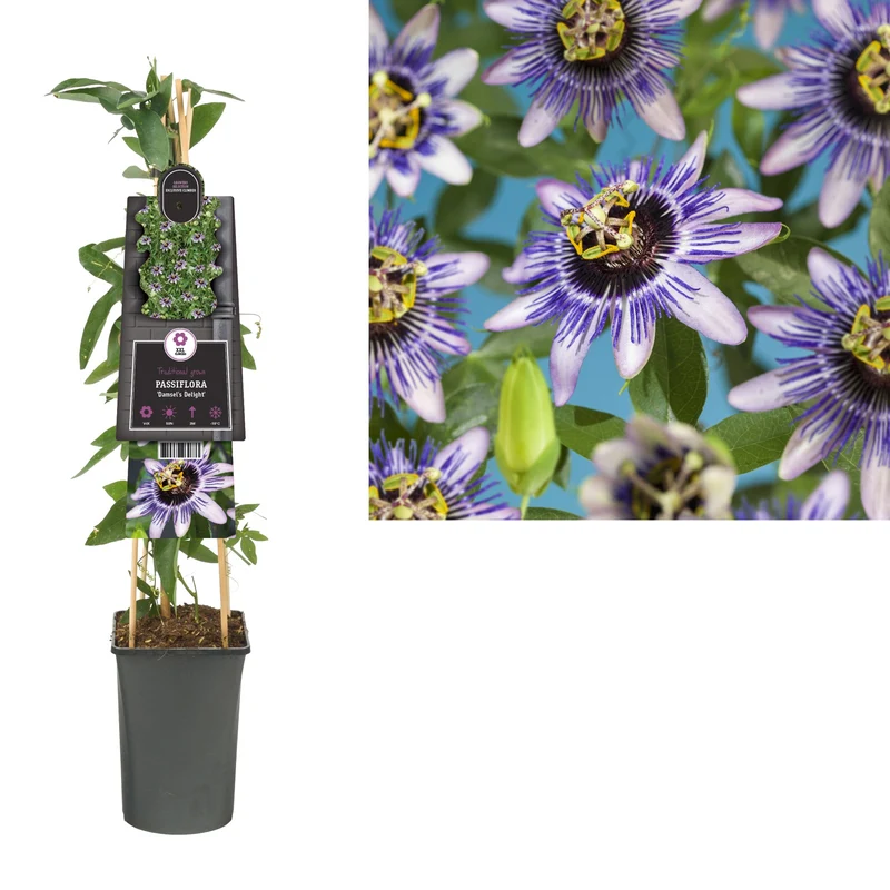 Kletterpflanze Passiflora 'Damsel's Delight' (Passionsblume)