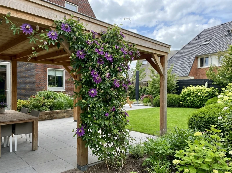 Kletterpflanze Passiflora Purple Rain (Passionsblume)