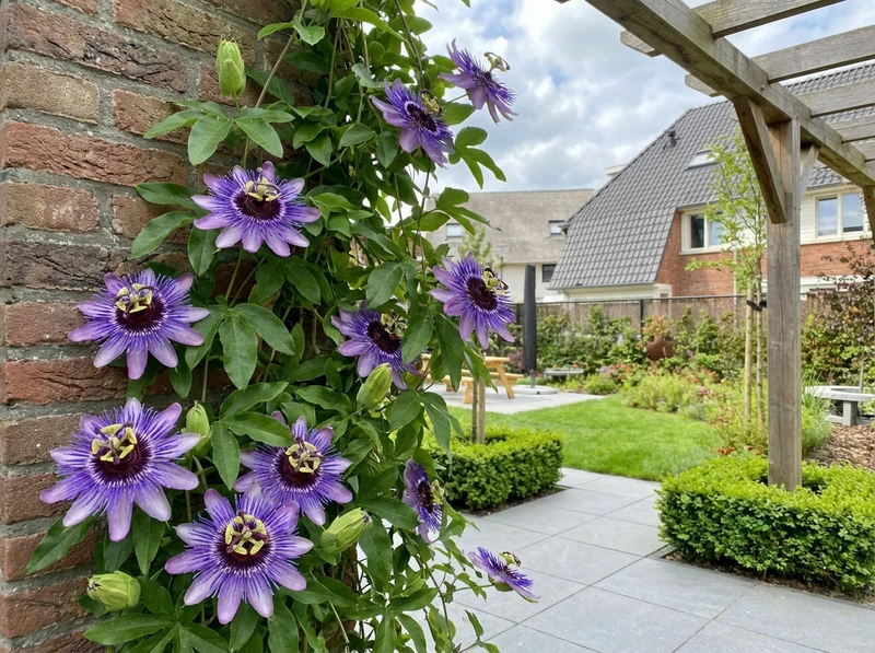 Kletterpflanze Passiflora Purple Haze (Passionsblume)