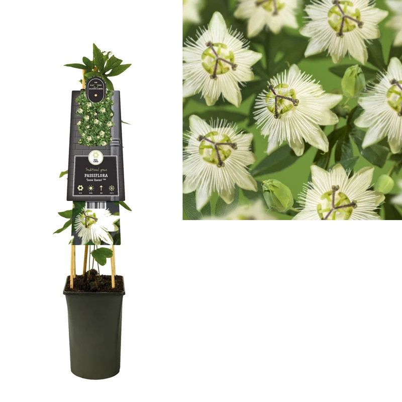 Kletterpflanze Passiflora Snow Queen PBR (Passionsblume)