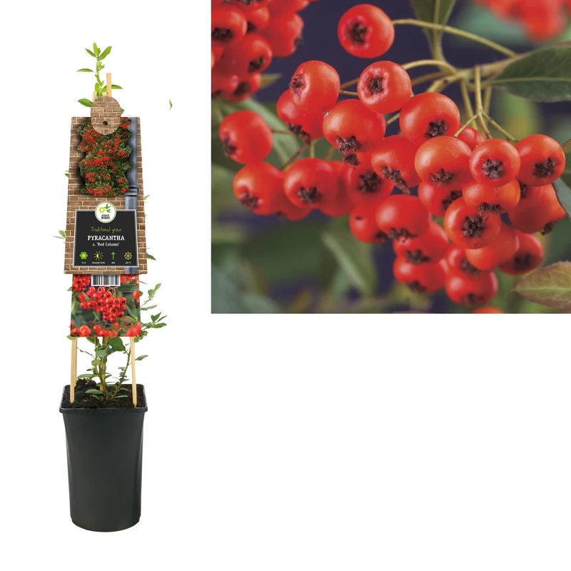 Kletterpflanze Pyracantha c. Red Column (Feuerdorn)